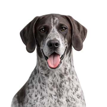 German Shorthaired Pointer dog breed with a happy expression on a png background