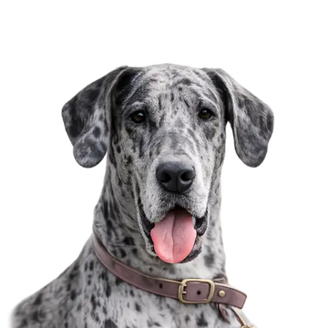 Great Dane dog breed with a brown leather collar on a white background