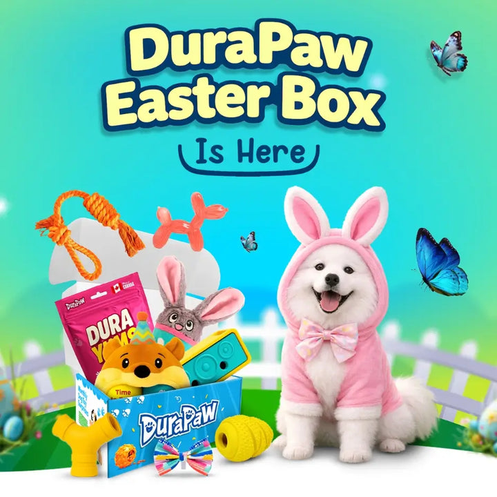 DuraPaw Easter Dog Subscription Box with a dog in a bunny costume on a colorful background