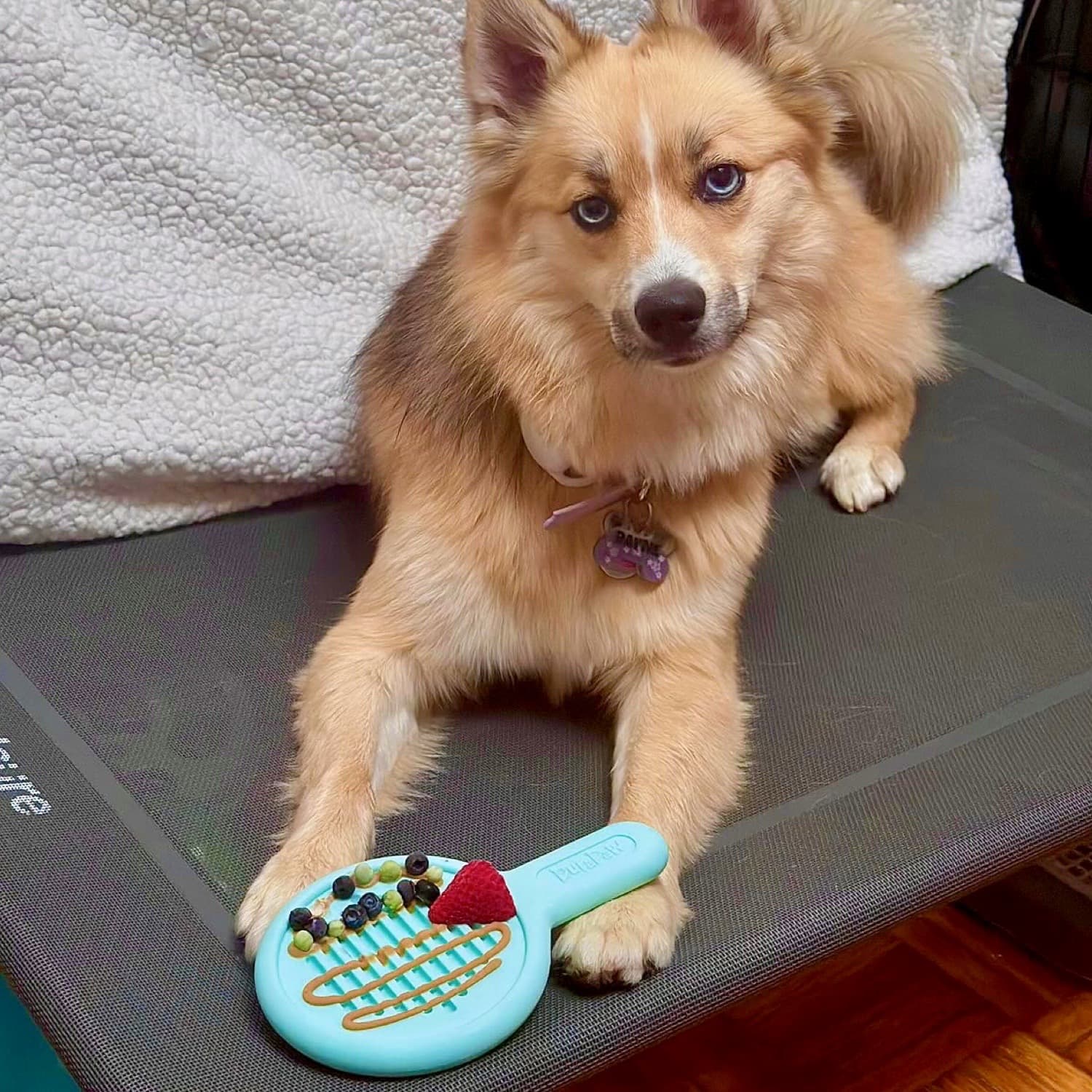 DuraPaw Nylon Paws N Pans | Super Tough Dog Toy