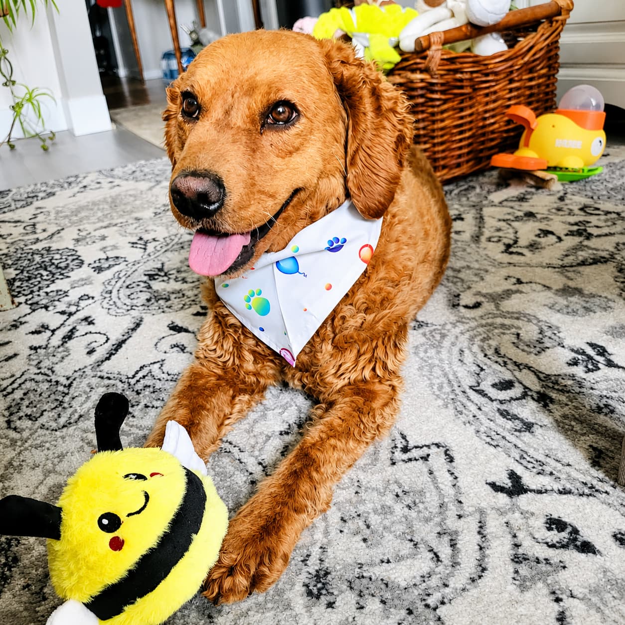 Brown dog wearing a bandana with paw prints, sitting on a patterned rug with a DuraPaw Rippable 2 in 1 dog toy bee and basket in the background.