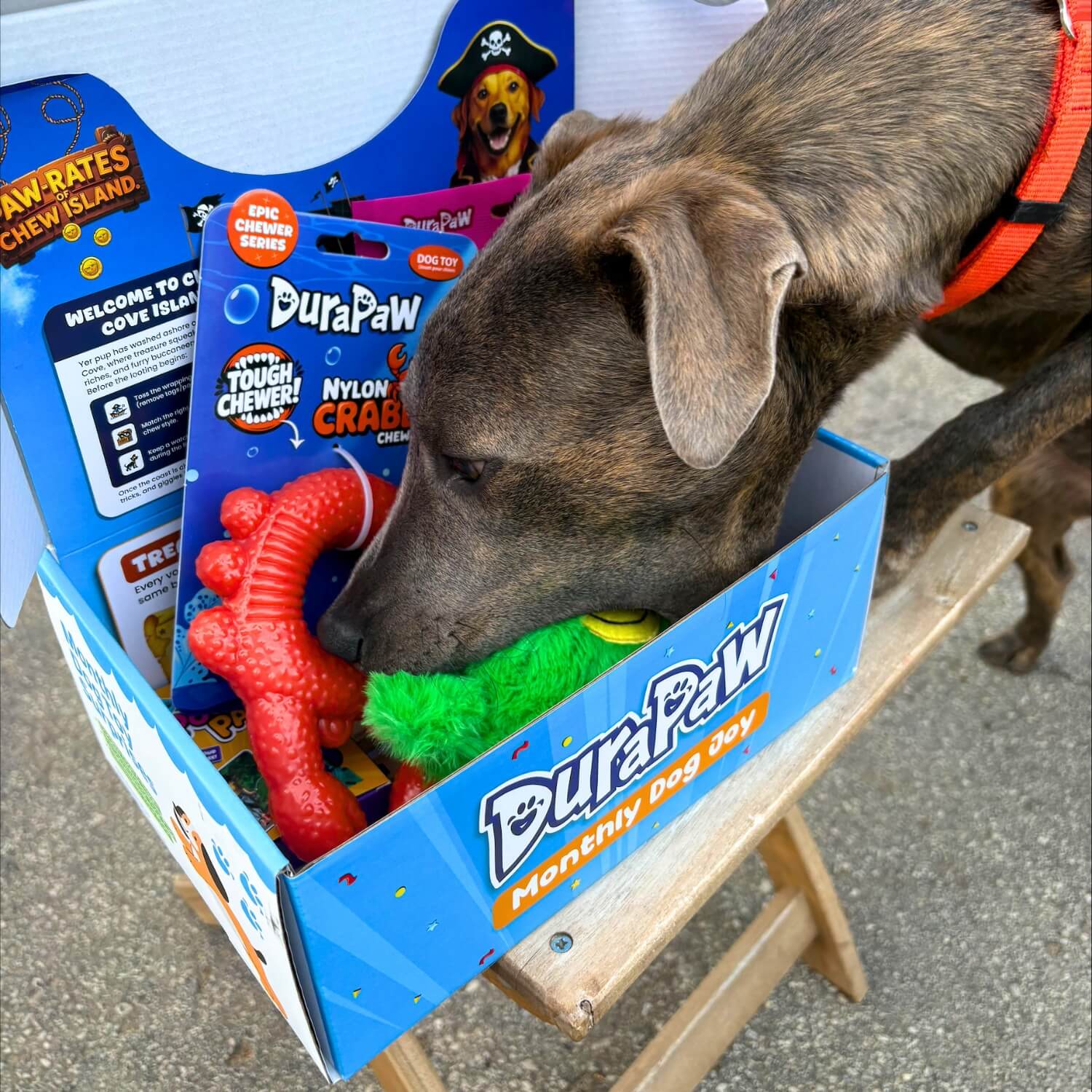 Dog interacting with DuraPaw dog chew toys in a box on a stand.