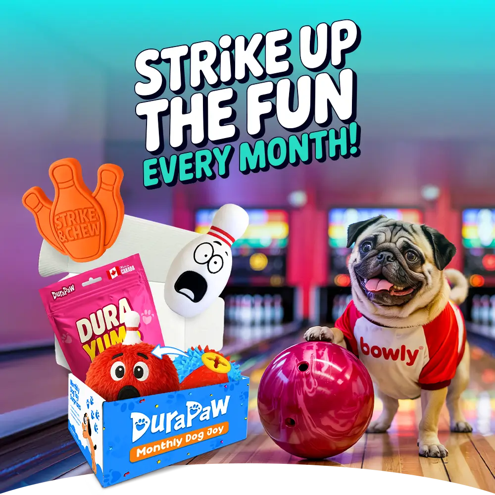 Promotional image for DuraPaw Monthly Dog Box with a pug dog, super tough bowling themed toys, and text about monthly fun.