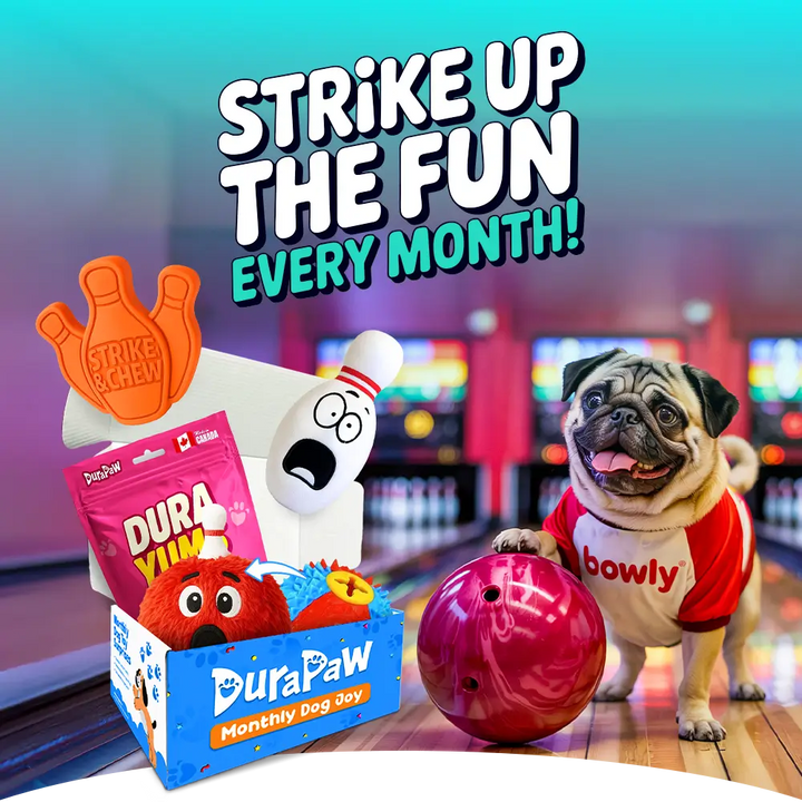 Promotional image for DuraPaw Monthly Dog Box with a pug dog, super tough bowling themed toys, and text about monthly fun.