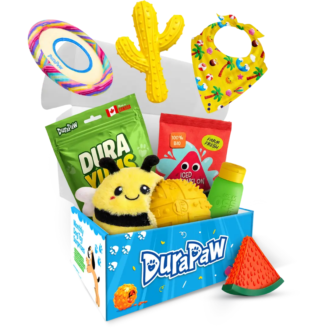 Summer Pup Splash Monthly Dog Toy Subscription Box Theme