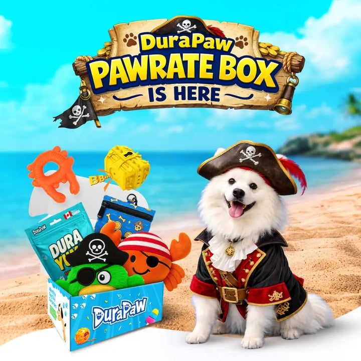 Dog in pirate costume with DuraPaw pet dog toy subscription Pawrate themed Box on a beach