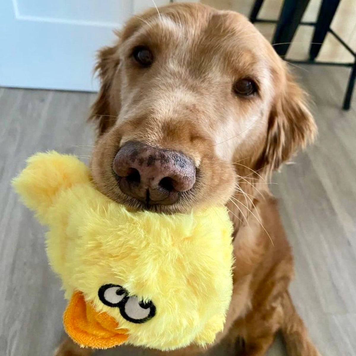 Cute Golden Retriever Posing With DuraPaw Duck Dog Toy Within Toy