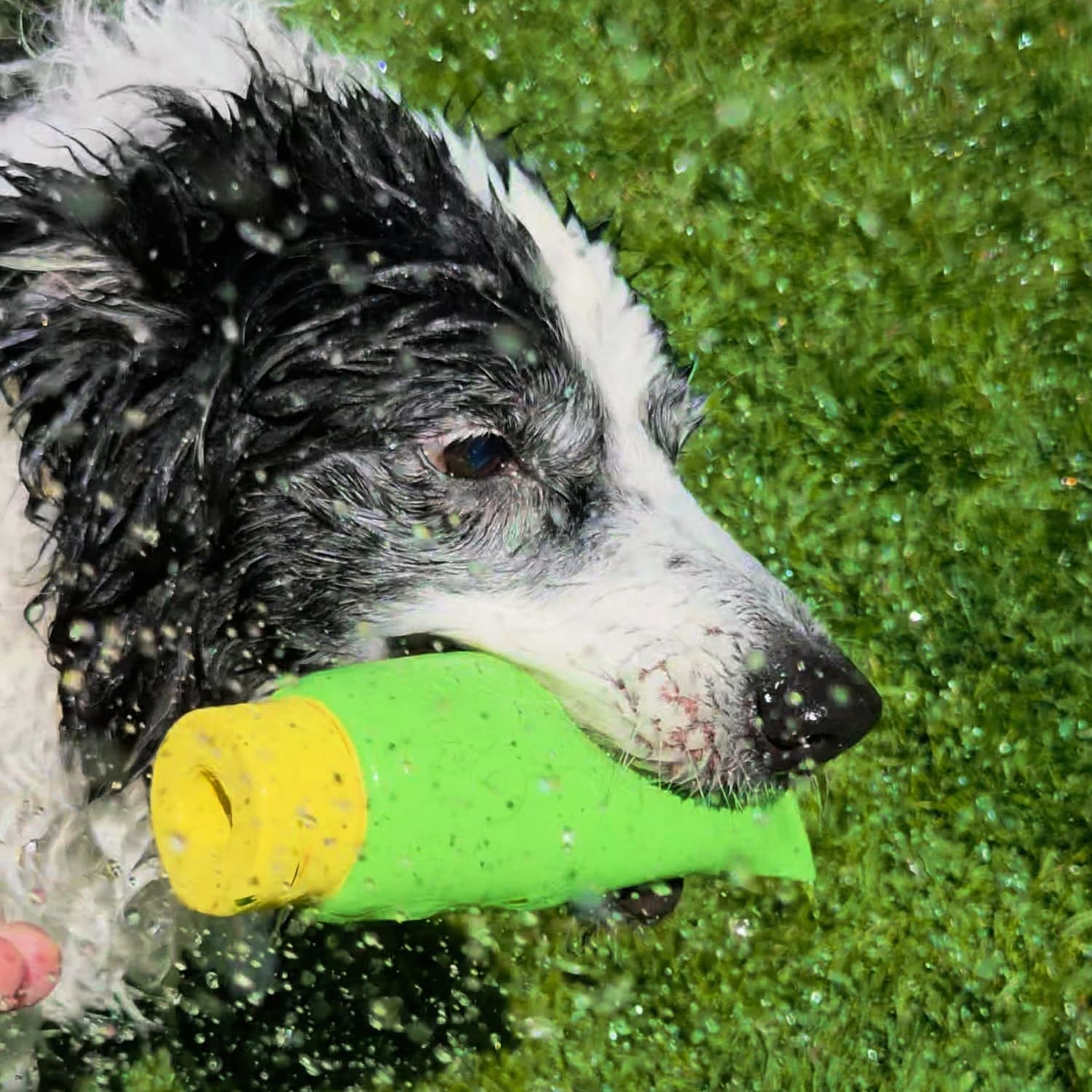 Border collie chewing the green and yellow DuraPaw Sunny Squeeze natural rubber enrichment dog toy outdoors