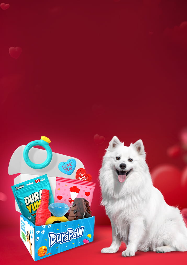 White dog sitting next to a Valentines themed dog subscription box of DuraPaw products on a red background with heart shapes.