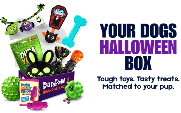 A promotional DuraPaw graphic featuring a variety of durable Halloween themed dog toys and treats arranged in a purple DuraPaw box. The products include a green enrichment ball, a pink 2-in-1 Candy, DuraYums treats, a black bunny toy with glowing green eyes, a blue bone-shaped chew, a black vampire head toy, and other spooky themed items.
