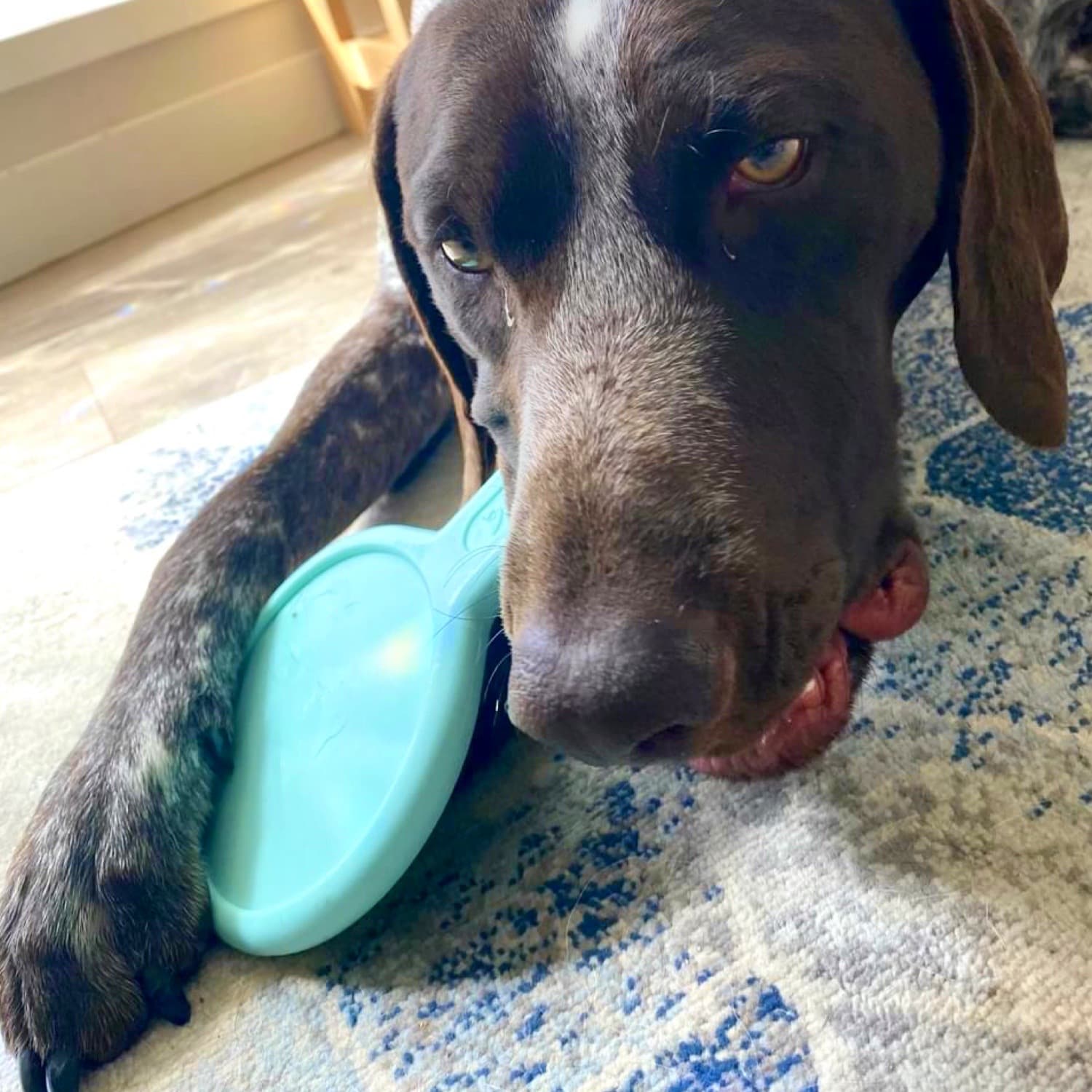 DuraPaw Nylon Paws N Pans | Super Tough Dog Toy