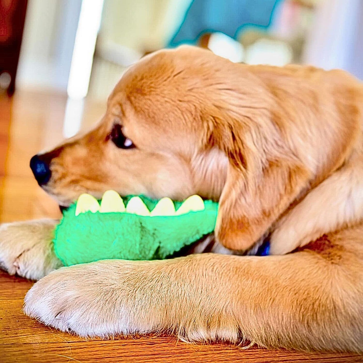 Golden Retriever Breed Chewing Durable Green Dinosaur 2 in 1 Dog Toy DuraPaw