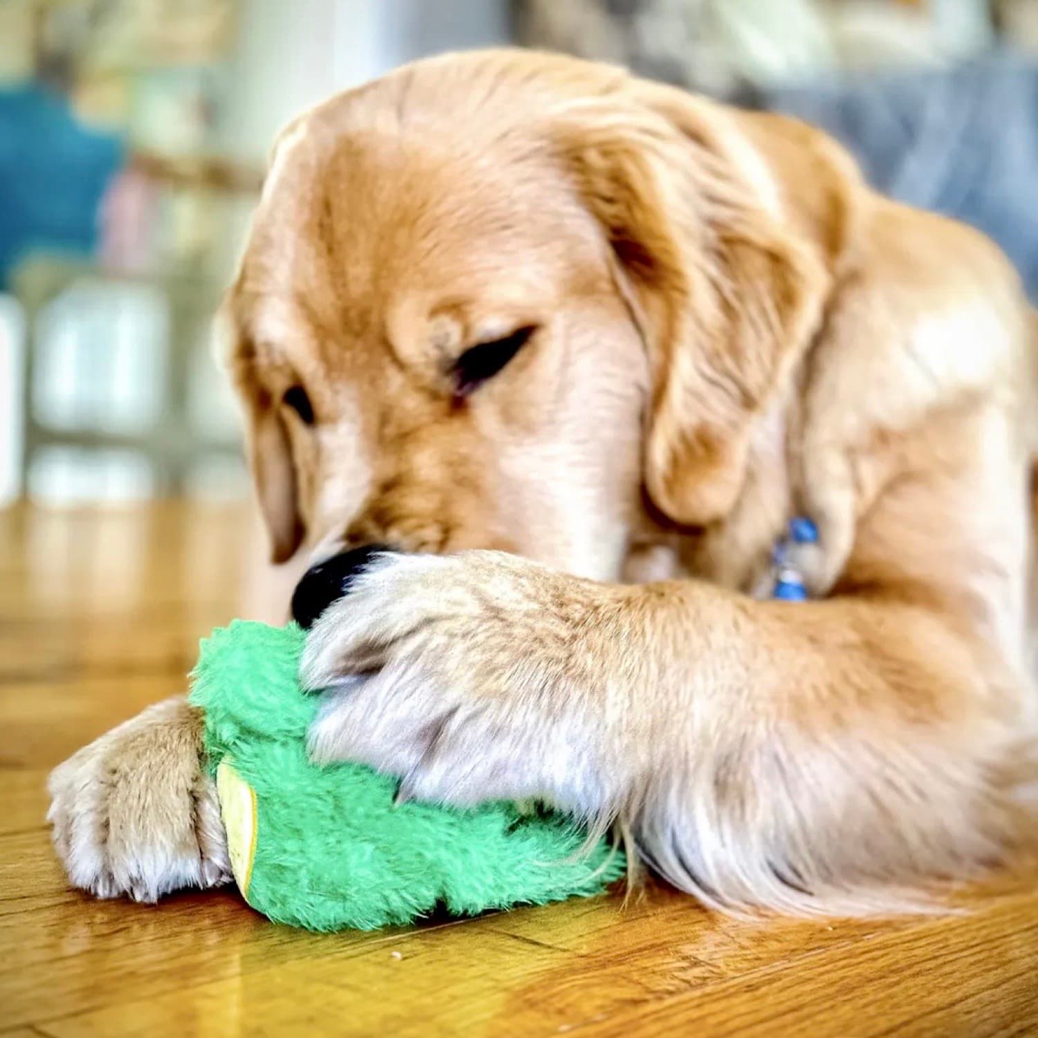 Large Golden Retriever Playing with 2 in 1 DuraPaw Rippables Dog Toy