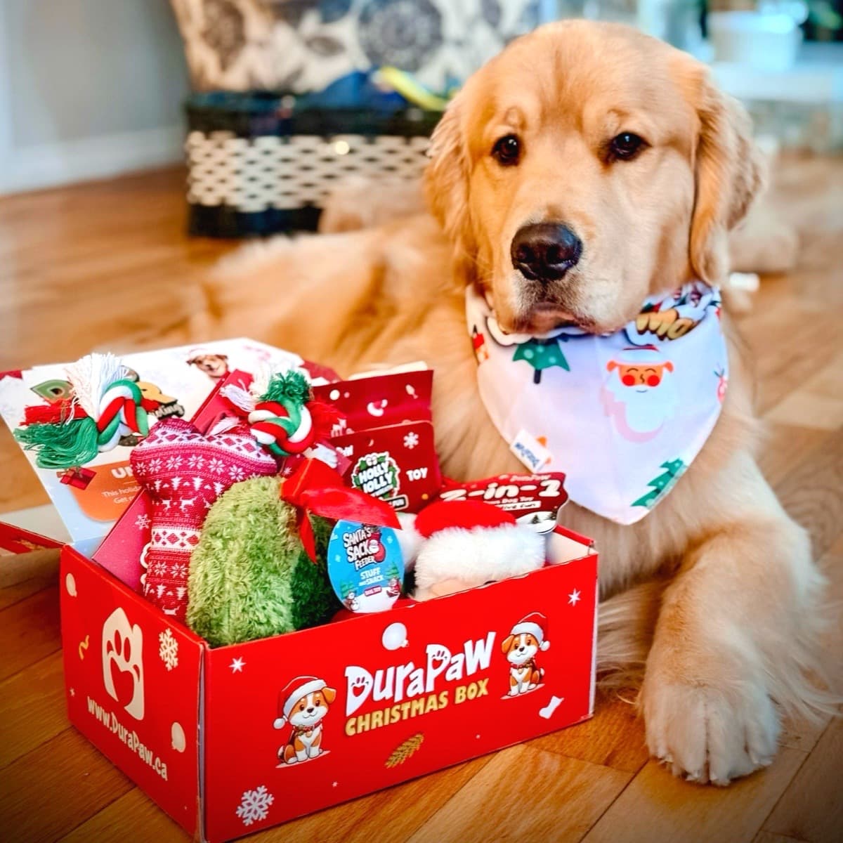 Christmas dog toys online