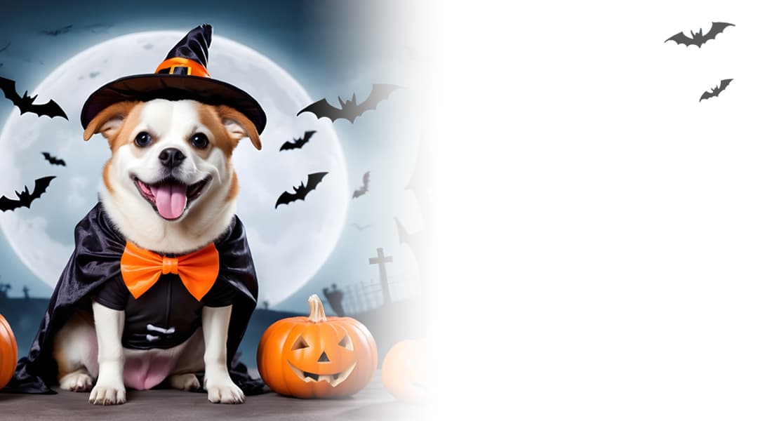 Halloween Themed Dog Toys and Treats Collection