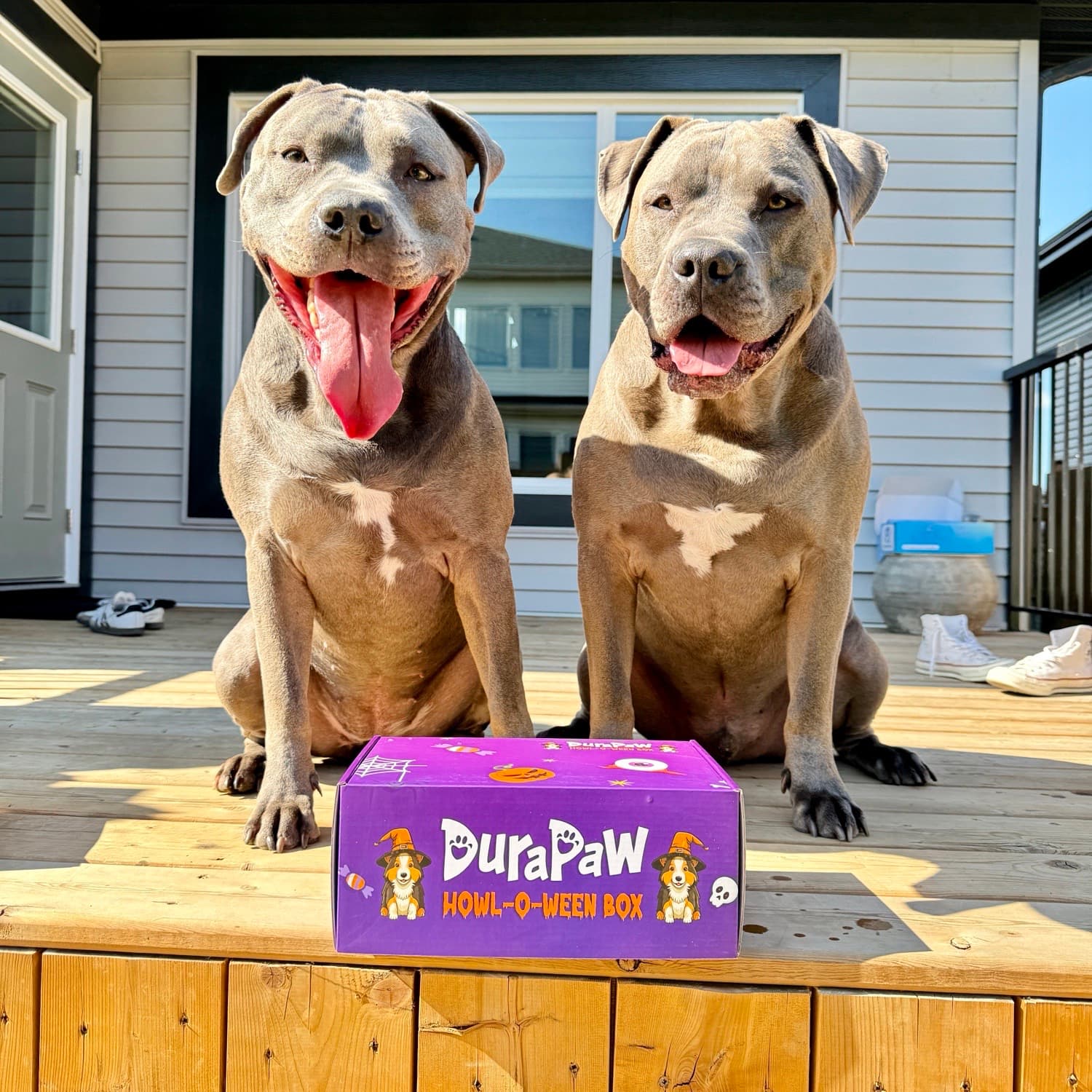 Pitbull toy box online