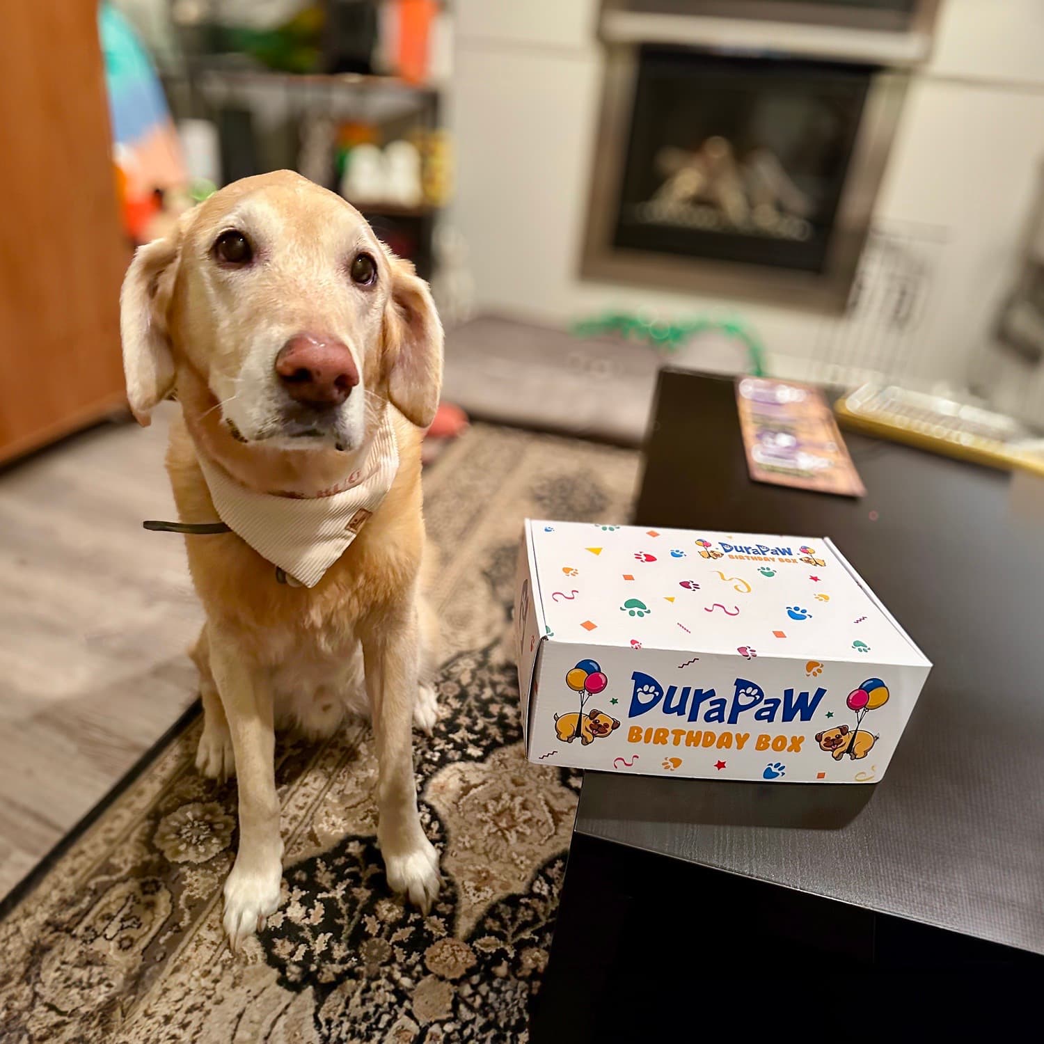 Happy Puppy Looking at DuraPaw Dog Birthday Gift Box
