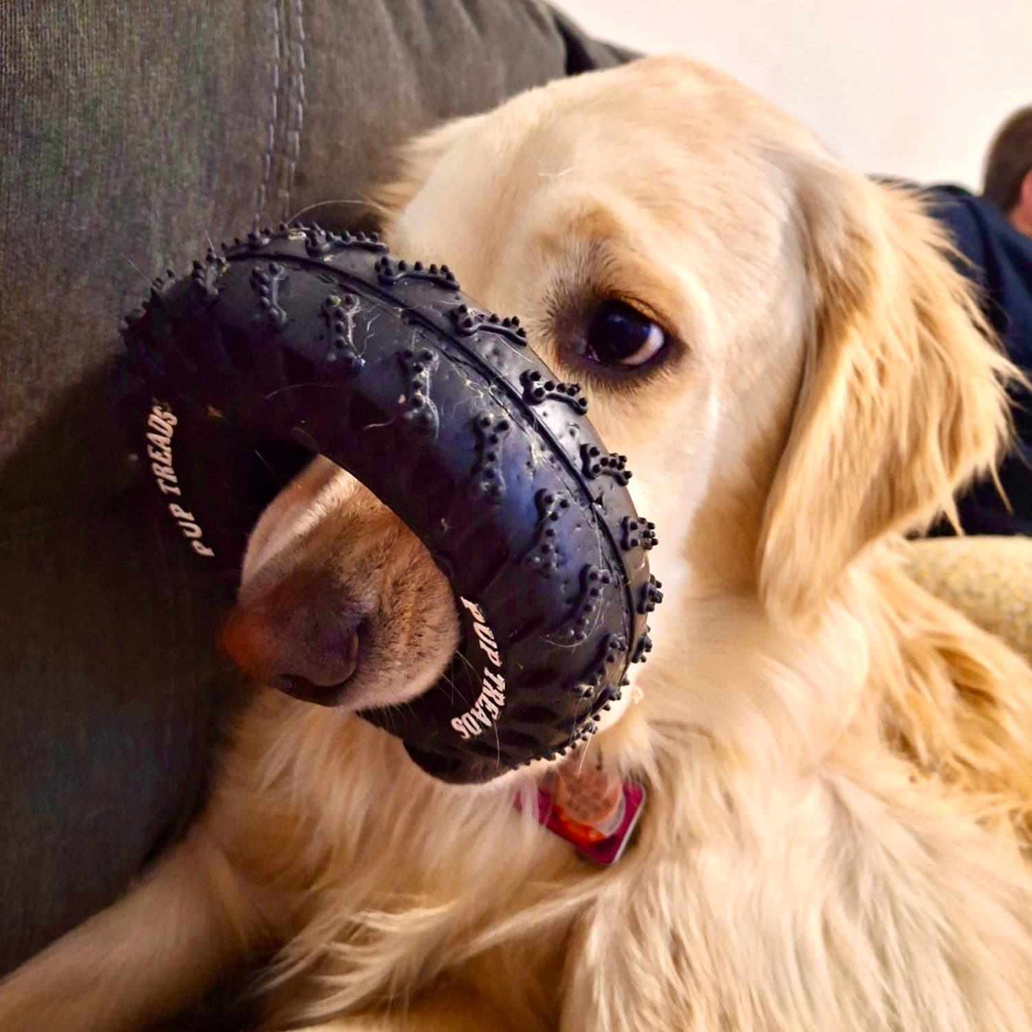 Large Golden Retriever Dog Chewing Rubber Tire Durable Toy