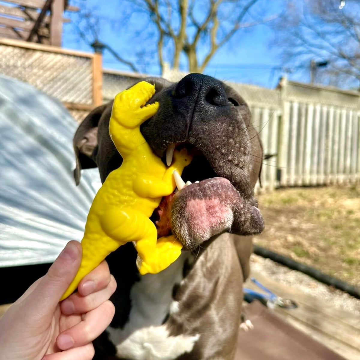 Dog Chewing Super Tough Yellow Nylon Dinosaur Toy Outside