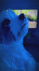 DuraPaw Movie Night Dog Subscription Toy Box Film