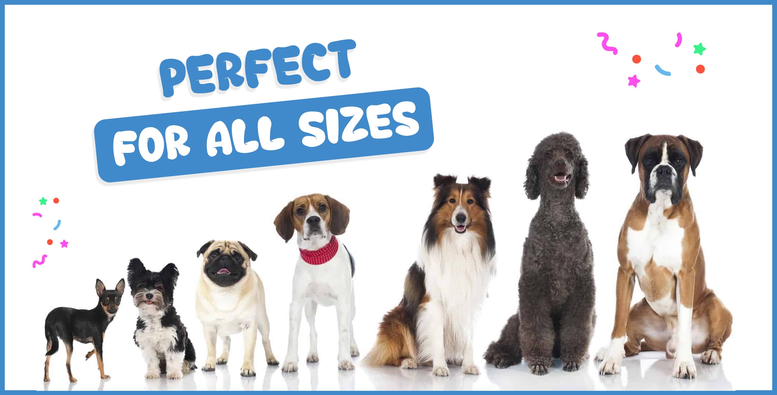 DuraPaw Dog Birthday Gift Box Size and Preferences Canada