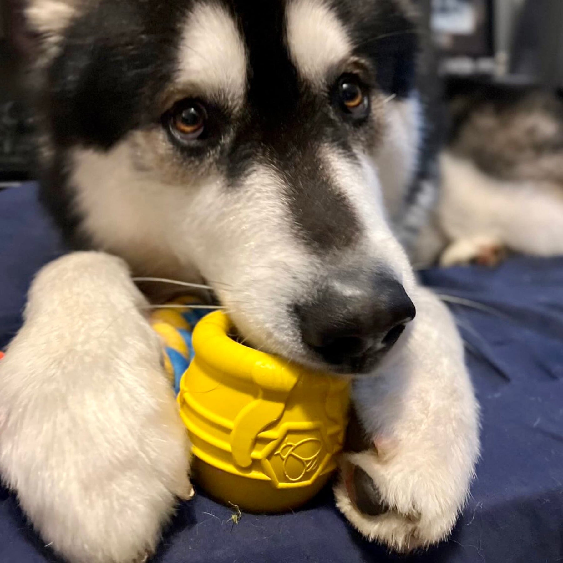 Bored Huskies Good Toys For Huskies DuraPaw Honey Pot Enrichment