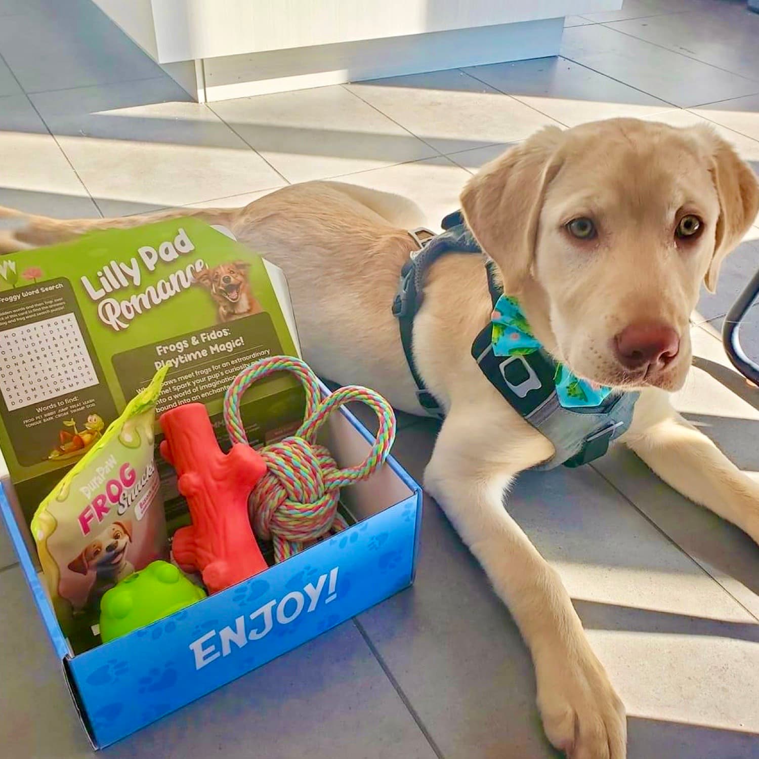DuraPaw Dog Toy Enrichment Box Canadian Monthly Dog Box