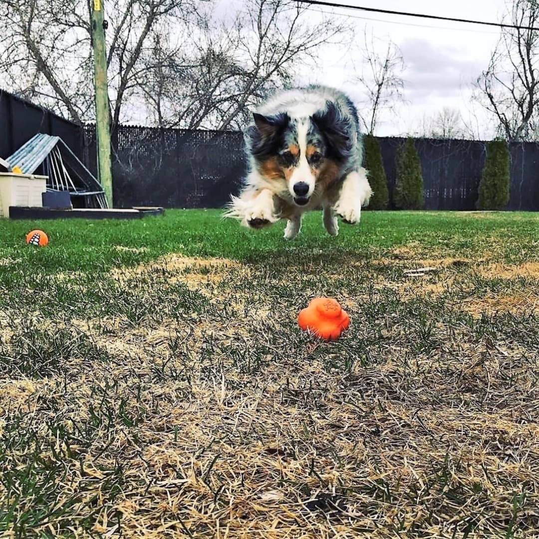 Dog Ball Throw Toy Canada