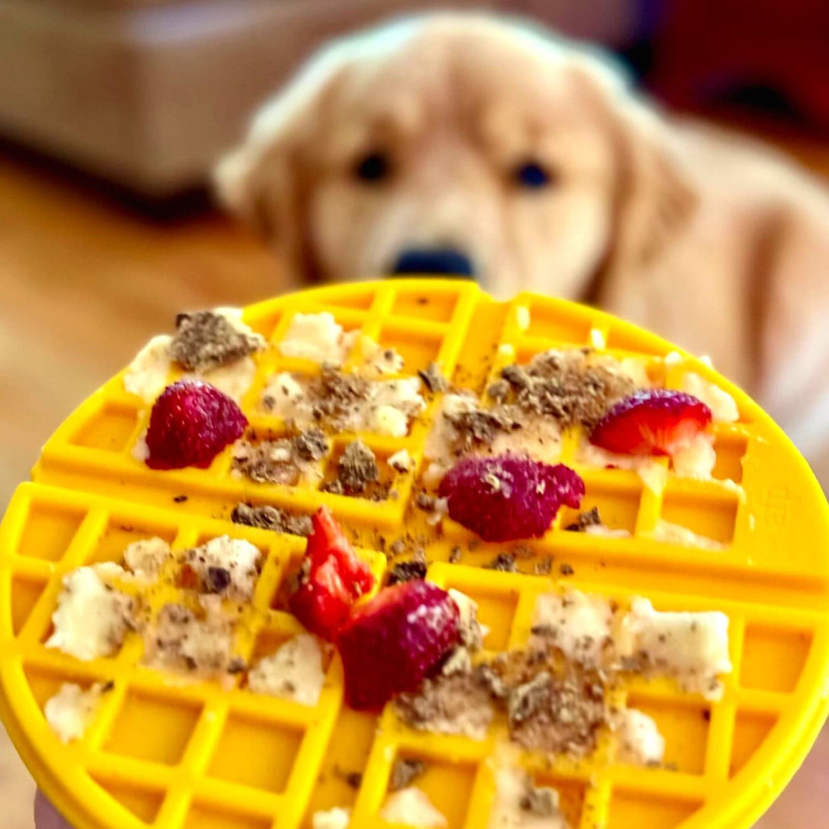 Is Velvet Safe For Dogs To Lick Reference: 20 Best Homemade Dog Lick Mat Recipe Ideas