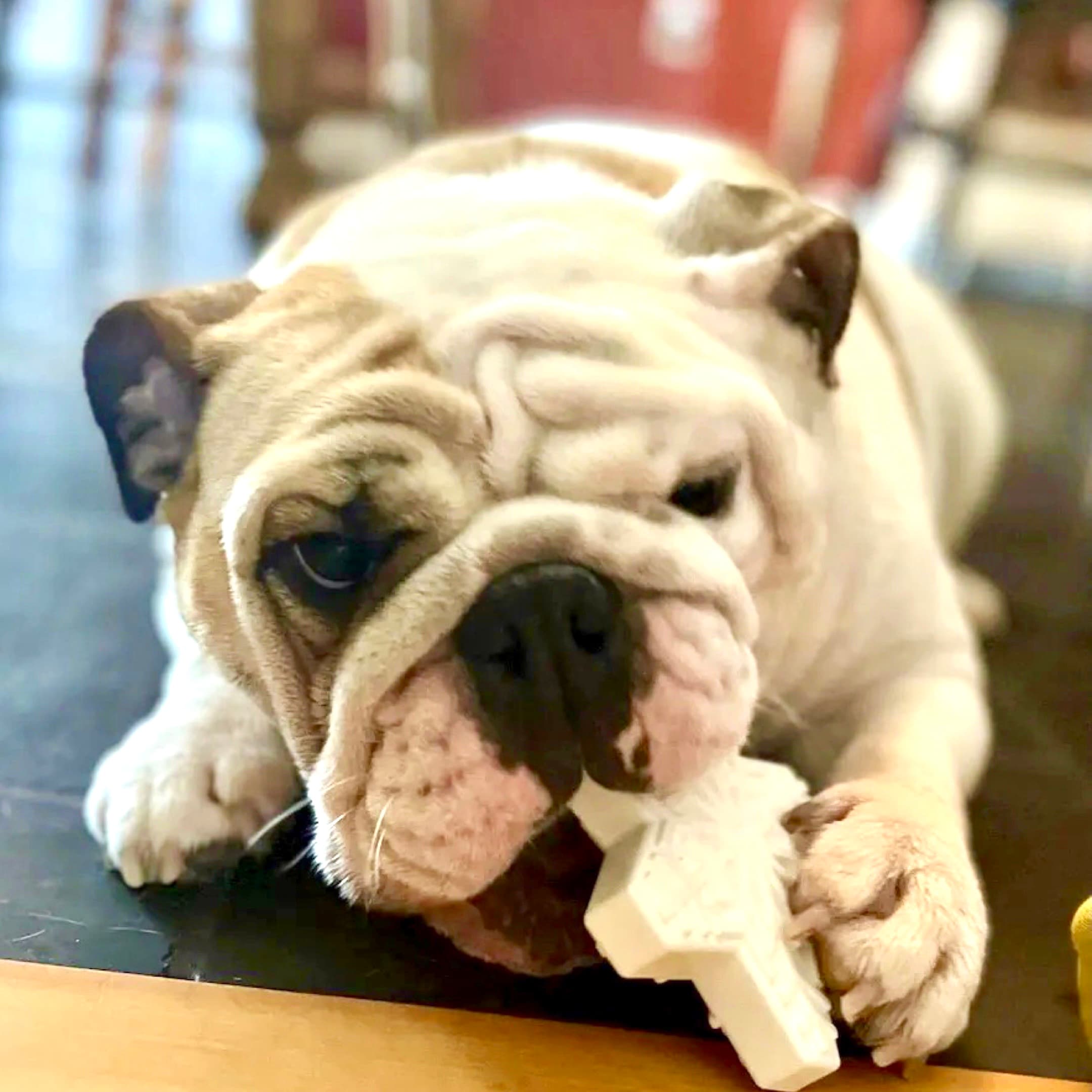 Bully Breed Tough Dog Subscription Box