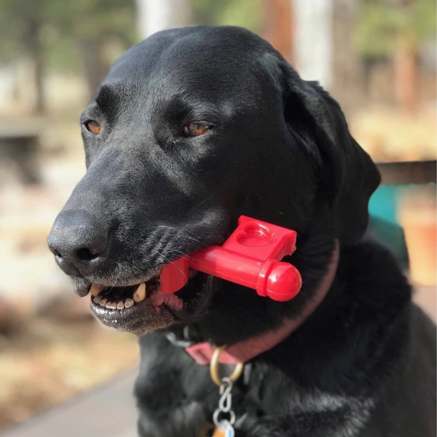 Nylon clearance dog toy