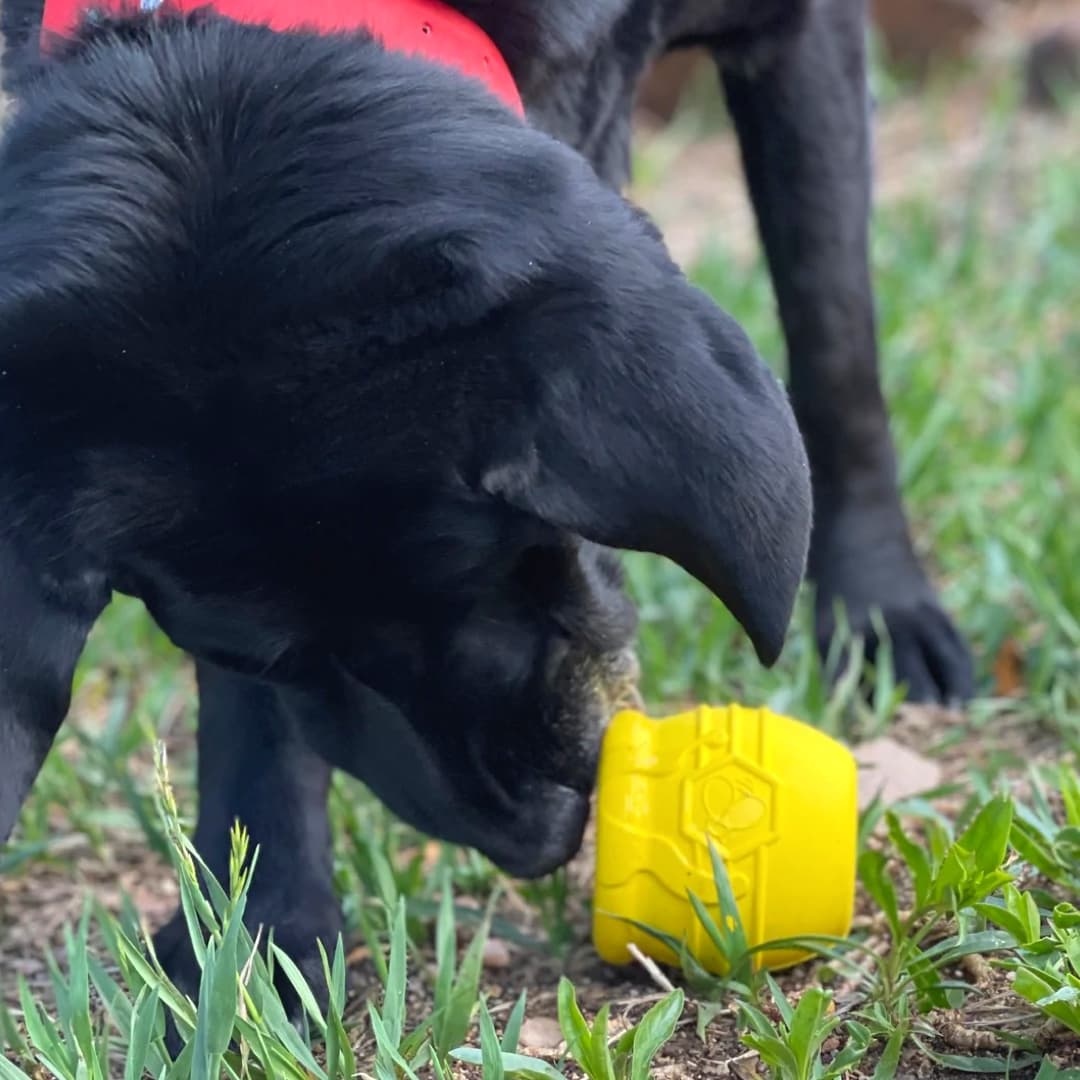 Dog Slow Feeder Enrichment Recipe Ideas