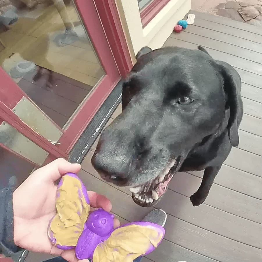 Tough 2 in 1 Dog Chew Toy Canada