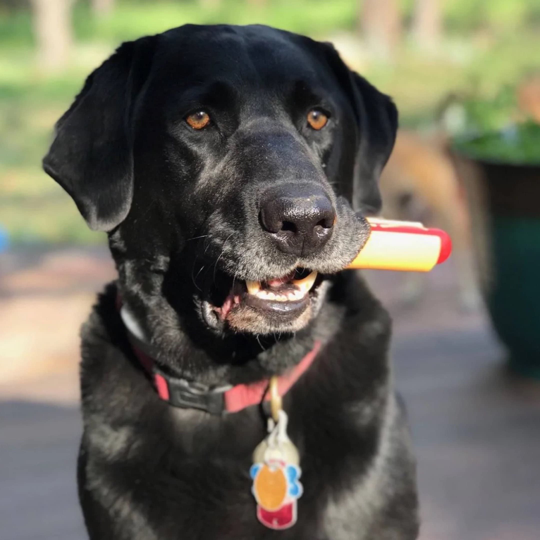 Dog Chewing on Nylon Hot Dog Chew Toy
