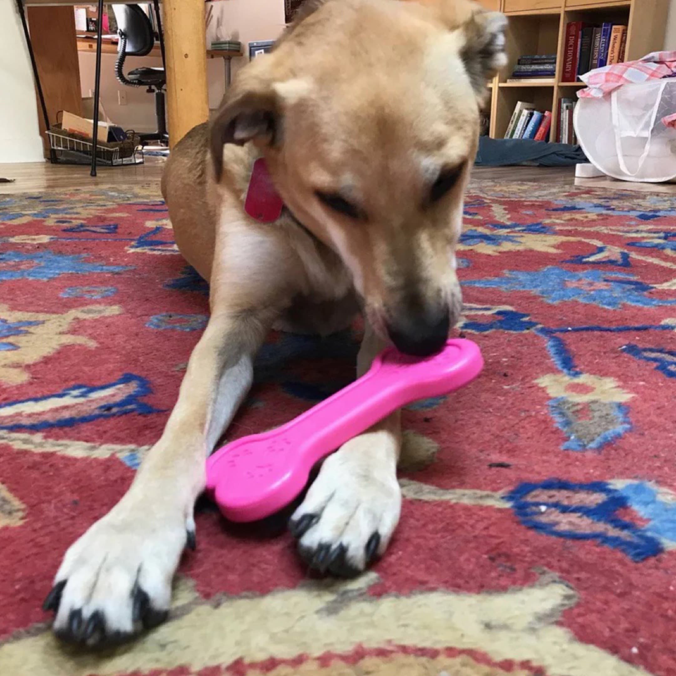 Nylon Dog Toys For Aggressive Chewers Canada