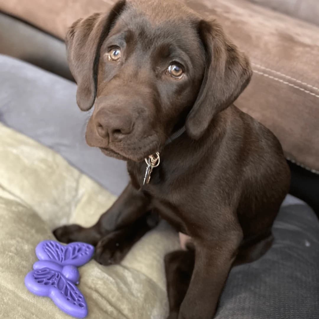 Toughest Chew Toy For Dogs