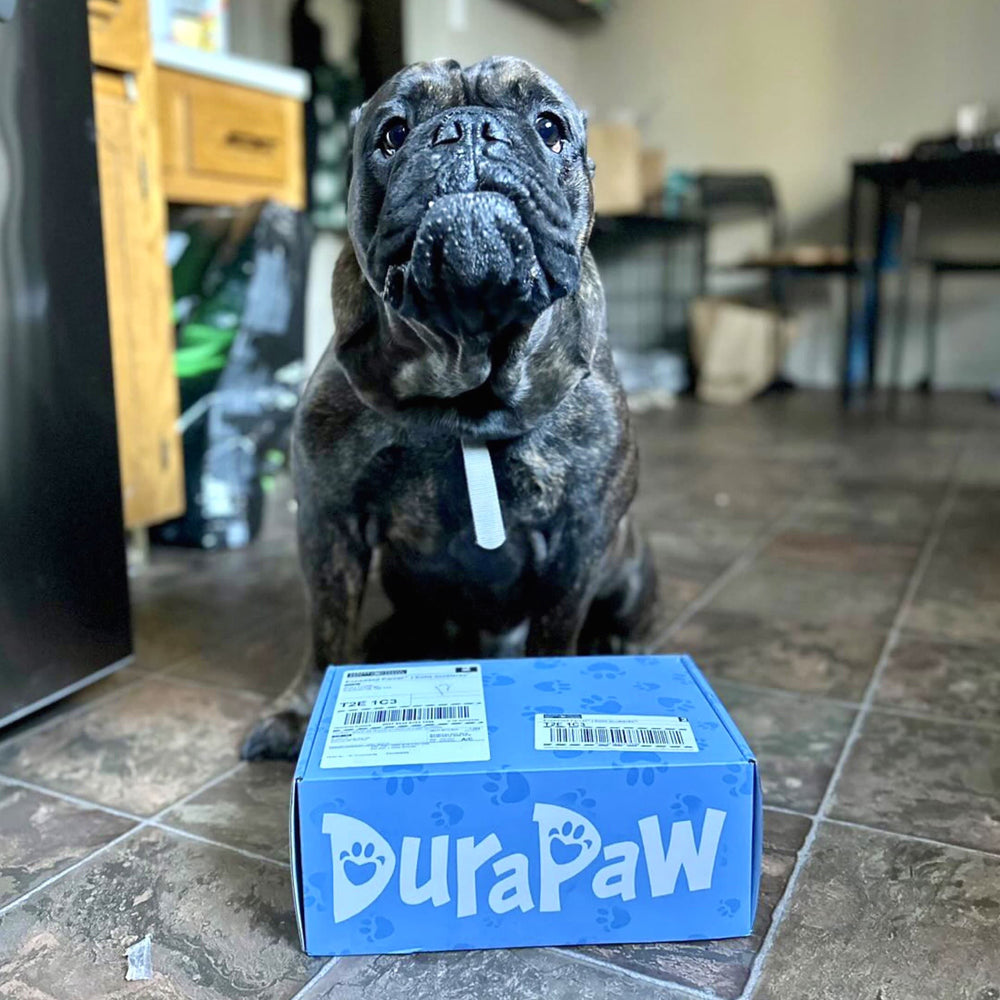 DuraPaw Ultimate Dog Toy Enrichment Subscription Box in Canada